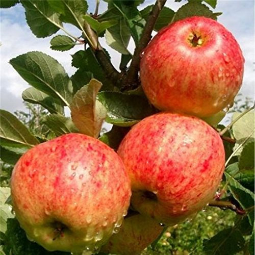 Fiesta Apple Tree 4-5ft, Self-Fertile,Sweet,Sharp & Juicy 3fatpigs®