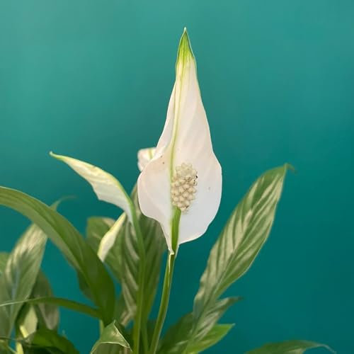 einblatt samen - balkonpflanzen winterhart, pflanzen samen zimmerpflanzen samen, winterharte stauden dauerblüher zimmerpflanzen, winterharte pflanzen für balkon bonsai samen, garten 10pcs