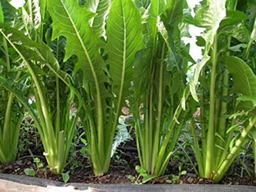 1000 Seeds Heirloom CATALOGNA Emerald Endive - Italian Dandelion Prolific