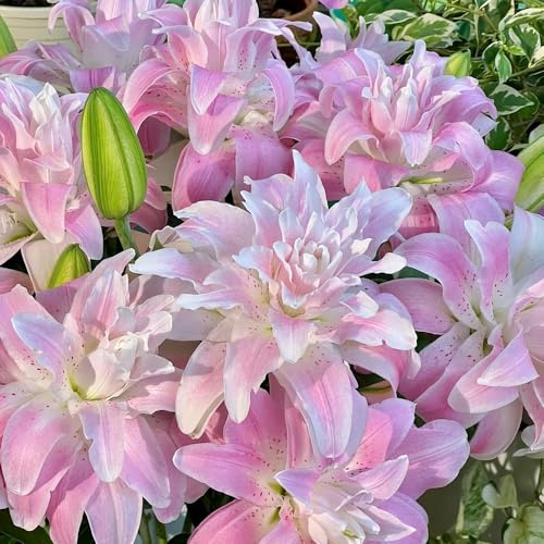bulbos de lirio perennes resistentes - jardín rocas raras interior 8pcs