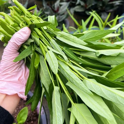 wasserspinat gartenpflanzen mehrjährig bio gewächshaus balkon 700samen