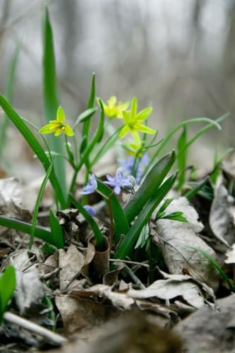 Scilla bifolia 9x9 cm Topf – Winterhart, Mehrjährig, Pflegeleicht – Zweiblättriger Blaustern – Beetpflanze für Garten & Steingarten
