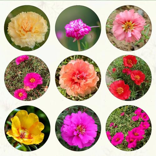750 pcs portulakröschen samen winterhart schmetterlingsflieder moosrosen samen, bodendecker winterhart mehrjährig blumensamen gastgeschenk robuste balkonpflanzen winterhart bonsai