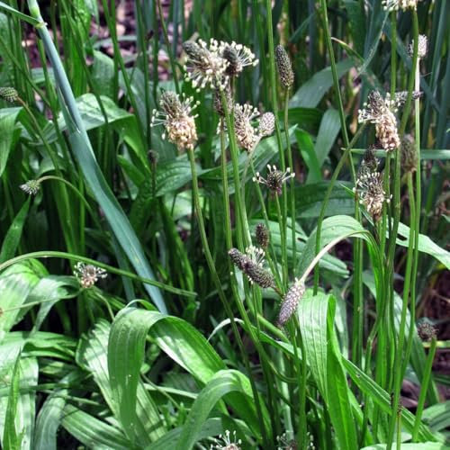 100 Graines PLANTAIN Lancéolé - Fleur Jardin Plante VIVACE - Plantago Lanceolata - 245