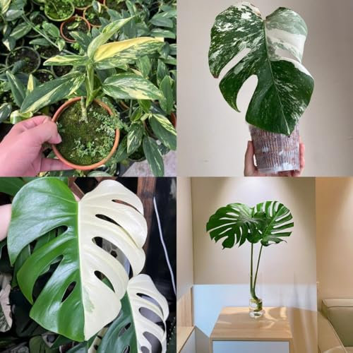 300 pcs Monstera Samen - Monstera Variegata - Pflanztöpfe Büropflanzen Monstera Pflanze Samen Luftreinigende Zimmerpflanzen Gartenpflanzen Winterhart Mehrjährig Deko Pflanzen Winterharte