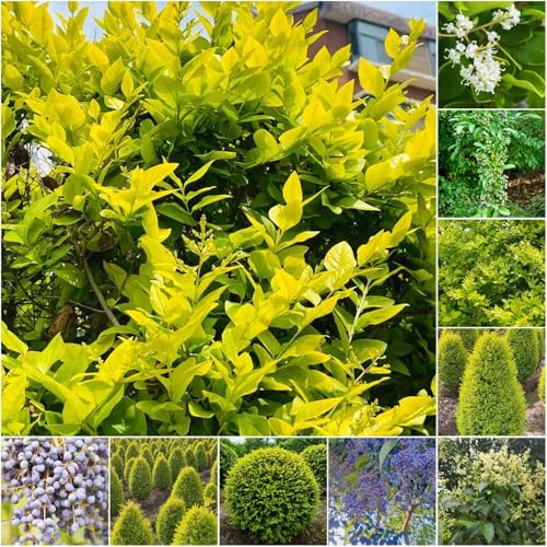 Seto de aligustre resistente - semillas Balcón jardín de jardín seto aligustre resistentes balcón resistentes semillas bonsái 200pcs
