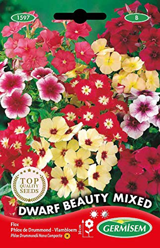 Germisem Graines Phlox de Drummond DWARF BEAUTY MIXED