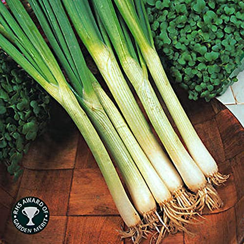 Onion White Lisbon Seeds – RHS Award of Garden Merit – Ideal Salad Onion – Hardy & Reliable with Mild Flavour – for Your Beautiful Garden