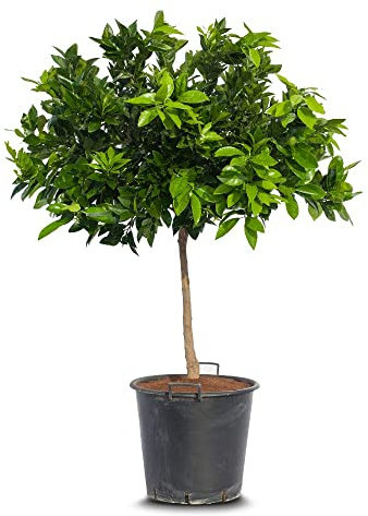Naranjo XL +130cm Altura Árbol Frutal Natural Naranjas de Mesa y Naranjas de Zumo