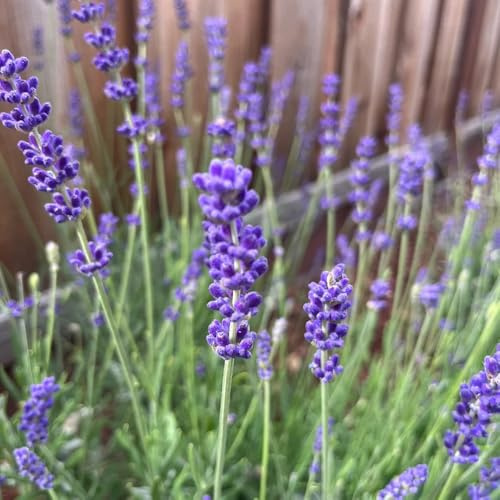 semi di lavanda - tappezzante resistente interno balcone resistenti 150pcs