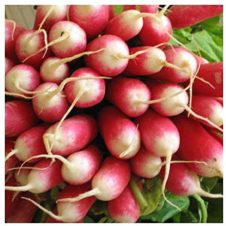 PREMIER SEEDS DIRECT Radish - French Breakfast 2-1200 Seeds (Organic)