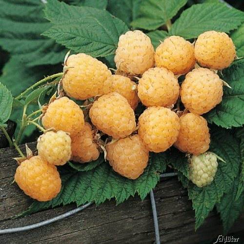 Himbeere 'Golden Everest' - die Gelbe