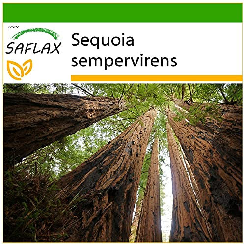 SAFLAX - Küsten - Mammutbaum - 50 Samen - Mit keimfreiem Anzuchtsubstrat - Sequoia sempervirens