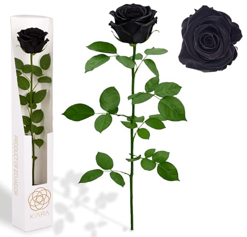 Gdecora Rosa Eterna Preservada Negra de Ecuador con Tallo 55cm Mujer,Mamá,Novia,Abuela- Flores Infinita para Cumpleaños,San Valentín,Día de la Madre, Rosas Preservadas Black