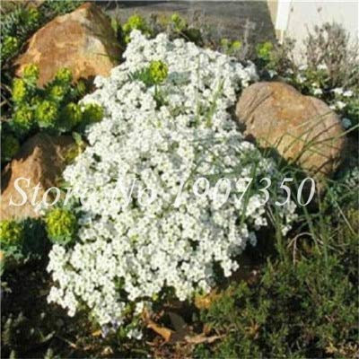 Nouvelles Graines De Fleurs De Cresson De Roche Pour Un Beau Jardin Blanc Paquet De 100 Graines