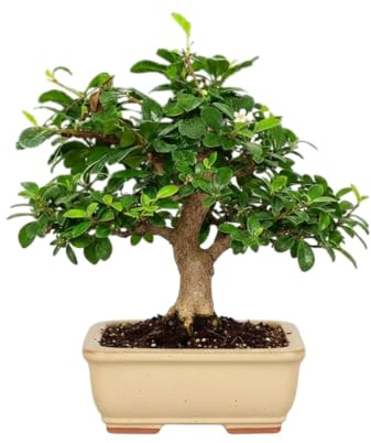 Elegancia Natural – Bonsái Carmona microphylla Natural para Interior | Bonsái Té de Fukien Decorativo Elegante y Fácil Mantenimiento DECOALIVE
