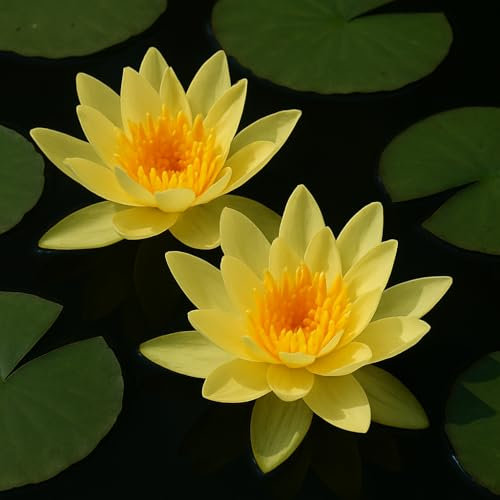 Gelbe Seerose für den Gartenteich, Aquarium, Naturteich, mini Teich, Knolle mit Austrieb, Teichrose, Seerose