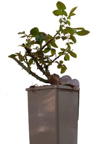 Rosal Arbustivo Rosa Natural Planta en Maceta con Rosas Rosa de Crecimiento Exuberante