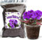 GOTVUGE Bio-Blumenerde-Mischung 10L für Usambaraveilchen und alle Zimmerblühpflanzen