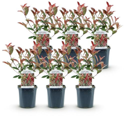 Plantas de Seto Photinia Carre Rouge, Exterior, Verde y Rojo, Pack de 6