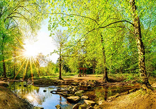 wandmotiv24 Fototapete Wald im Sommer mit Bach und Sonne, XXL 400 x 280 cm - 8 Teile, Wanddeko, Wandbild, Wandtapete, Bäume, Wasser, Steine M5751