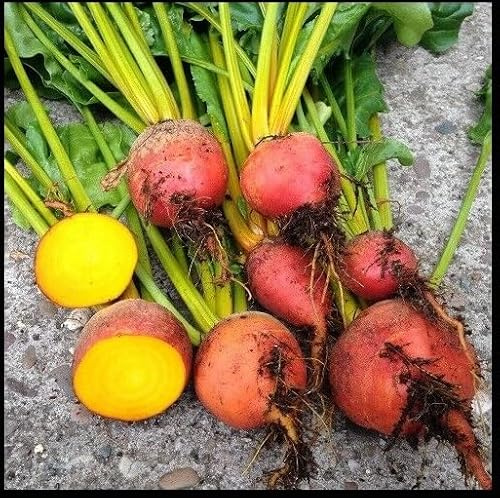 Burpee's Golden Beets {30,100,200,400} Seeds Heirloom Treated 55 Days Bulk (400)