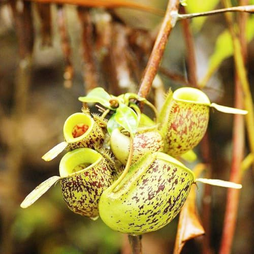 nepenthes - carnivora semi di tappezzanti Carnivoro resistenti per giardini rocciosi da ufficio sempreverdi da giardino perenni resistenti balcone in vaso 160semi