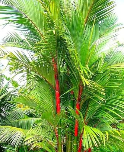 60 graines de palmier vert rouge