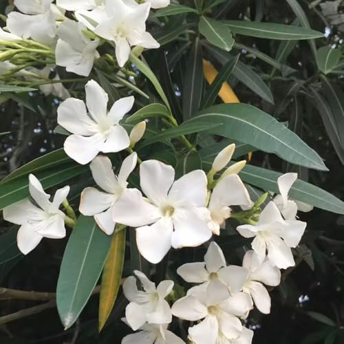 Oleander - samen sträucher winterhart saatgut blumensaat dekopflanzen blumen samen topf pflanze zierbaum winterhart stauden indoor garten gartenblumen sommerblumen samen balkonpflanzen 15pcs