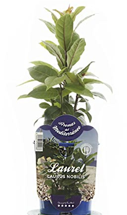 Laurel Mini Arbusto Aromático, Condimentario y Decorativo