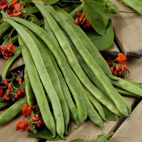 Premium Runner Bean 'Scarlet Empire' Seeds – Vigorous, Stringless, and Disease-Resistant – Ideal for Drier Summers & Free-Draining Soils - Half-Hardy Annual - 1x Packet by Thompson and Morgan