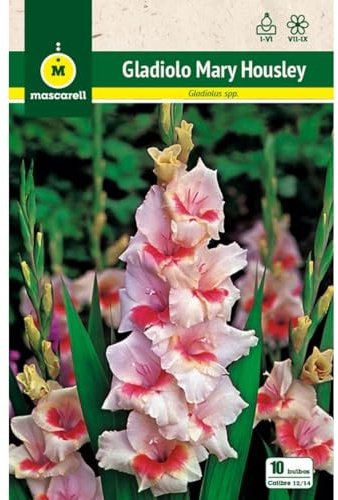 Mascarell Semillas, GLADIOLO MARY HOUSLEY, Semillas Bulbosas, Bulbos de Flores Primavera Fácil de Cultivar, Bolsa 10 Bulbos