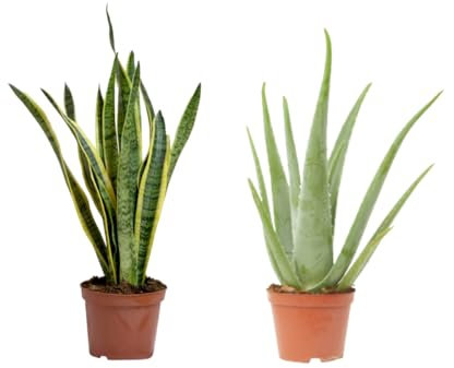Verdecora Pack Plantas para Dormir Mejor | Aloe Vera + Sansevieria en maceta Ø15cm | Purificadoras Nocturnas | Mejora la Calidad del Aire | Fácil cuidado