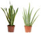 Verdecora Pack Plantas para Dormir Mejor | Aloe Vera + Sansevieria en maceta Ø15cm | Purificadoras Nocturnas | Mejora la Calidad del Aire | Fácil cuidado