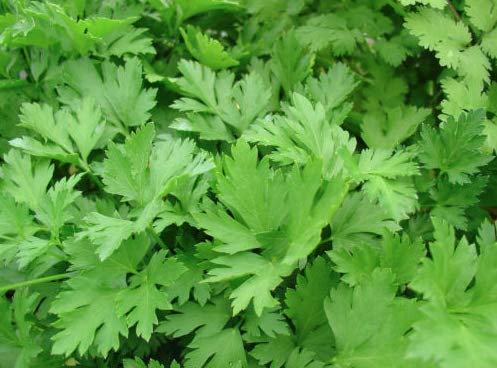 Parsley - Italian Giant - 500 Seeds