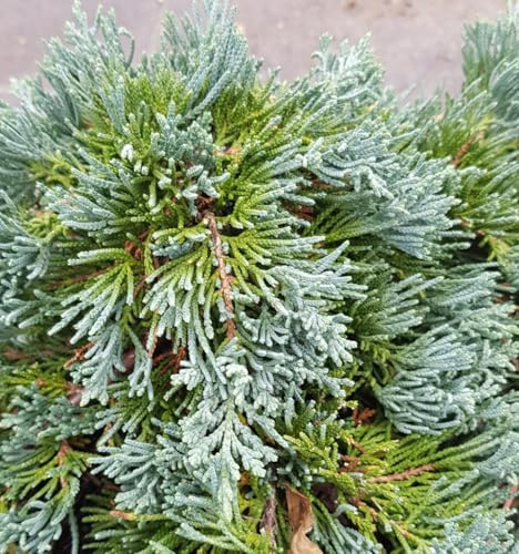Juniperus horizontalis 'Wiltonii' / Genévrier horizontal/Conteneur de 3 à 4 litres/Conifère rampant