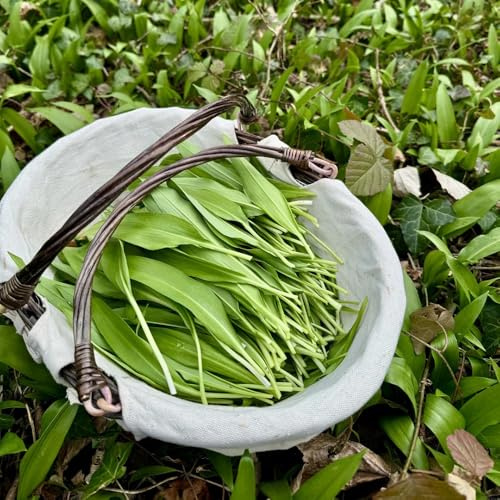 semi di aglio orsino biologico - resistenti giardino roccioso cucina 400pcs