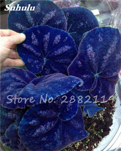 Hot seeds! 50 PC del Bello Semi Begonia Coleus Blumei, rare semi -colored flowers in Begonia pots for garden Seedss balcony Coleus 21: Only Seeds
