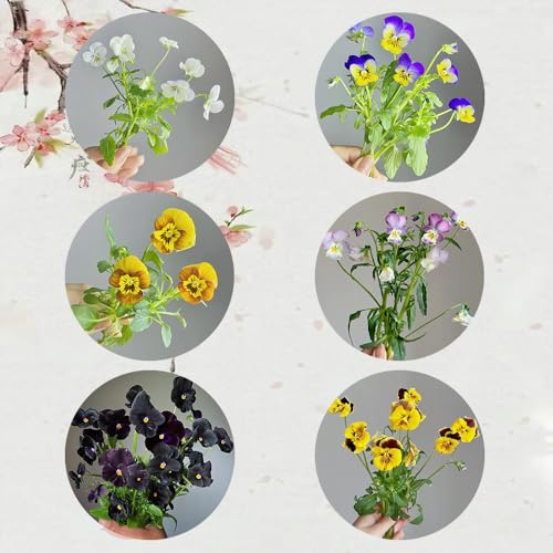 semillas de pensamiento organicas, resistentes al exterior, primavera Pensamiento resistentes Balcón, 300pcs