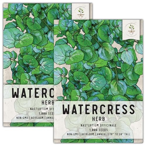 Seed Needs Watercress Seeds for Planting Nasturtium officinale - Non-GMO Heirloom & Untreated - Plant Your own Home Grown Culinary Herb Garden Indoors or Outdoors (2 Packs)