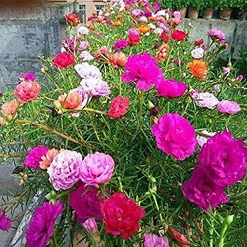 Saterkali Portulaca Grandiflora-Samen, 500 Stück/Beutel Portulaca Grandiflora-Samen, mehrjährige blühende Pflanzen, gemischte Farbe, hohe Keimung, Blumensamen für Zuhause Saatgut