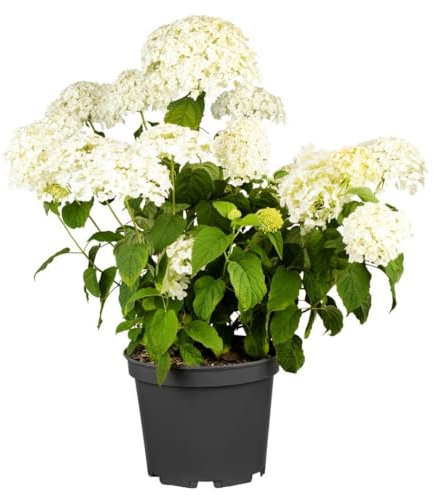 Hydrangea arborescens 'Strong Annabelle' 60-100 cm - Schneeballhortensie, weiße Blüten, Blütezeit Juni-September, ideal für Rabatten, pflegeleicht und winterhart