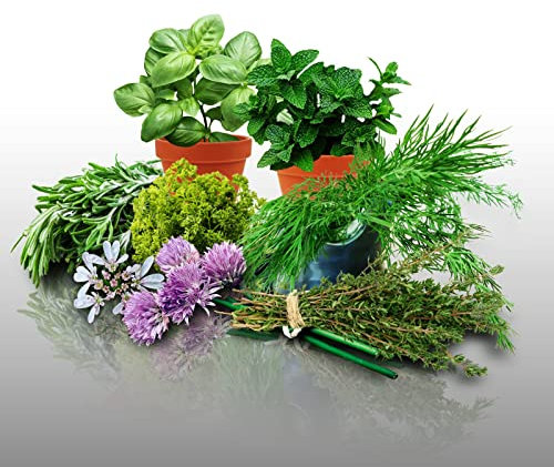 Lot 2200 Graines Aromatiques à semer - Le Grenier d'Abondance - LES CLASSIQUES - 10 sachets