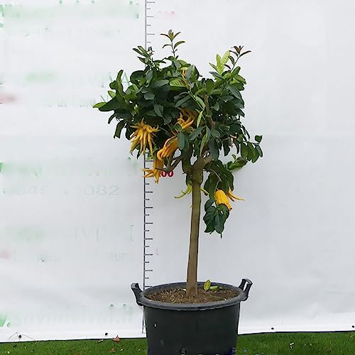 SAVINI VIVAI Zedernpflanze, Zitrusbaum, Buddhas Hand, Zeder im 50 cm Topf, Höhe 180–200 cm, 8–10 Jahre Veredelung, hergestellt in Italien