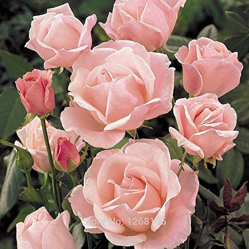 100 PC/Los Rose 'Queen Elizabeth' (Beetrose Rose) Hardy Strauch Samen Bonsai Pflanze Hausgarten geben Verschiffen frei R03
