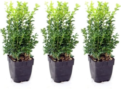 Pack de 3 plantas Buxus Sempervirens, 30-35 cm. Boj Común. Arbusto perenne, hojas verdes brillantes, ideal para setos y jardinería. Segura Garden.