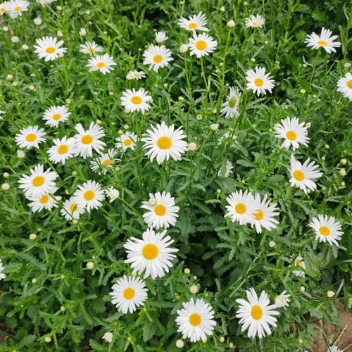 Margeritensamen - stauden kräuterpflanzen gänseblümchen samen für rasen flower seeds Margeritensamen zimmerpflanzen saatgut bonsai pflanzensamen wildblumensamen pflanztopf 100pcs