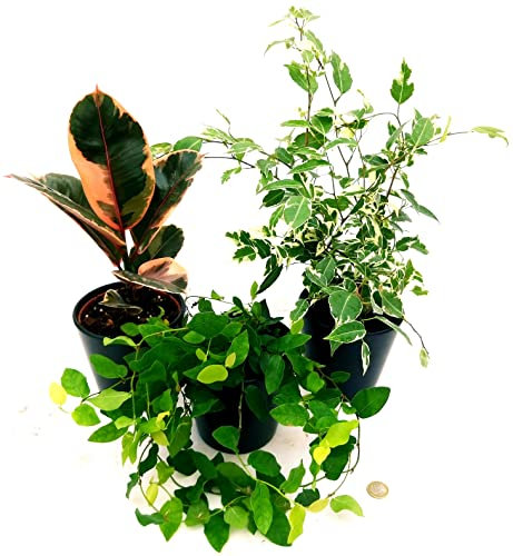 POWERS TO FLOWERS - FICUS TRIS, REPENS, ROBUSTA, BENJAMIN, VASO 13CM, piante vere