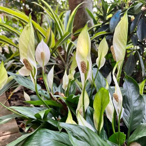 einblatt zimmerpflanze samen - deko wohnzimmer, pflanzen winterhart draußen pflanzensamen, hochbeet samen deko pflanzen, seeds pflanzen, winterharte pflanzen für garten bonsai samen, 100pcs