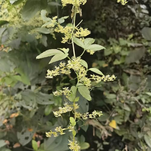 semillas de jiaogulan para camas elevadas, jardín de para balcón Comprar de la jiaogulan cobertura del suelo, jardín 75pcs
